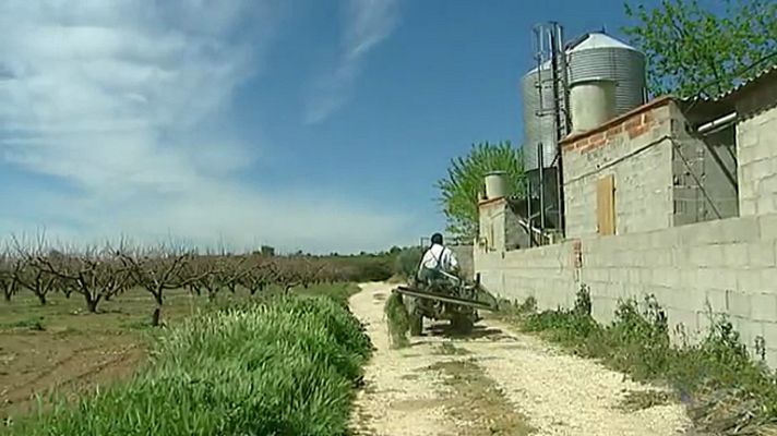 Telediario 1 - Los agricultores valencianos denuncian los continuos robos sufridos en los últimos años