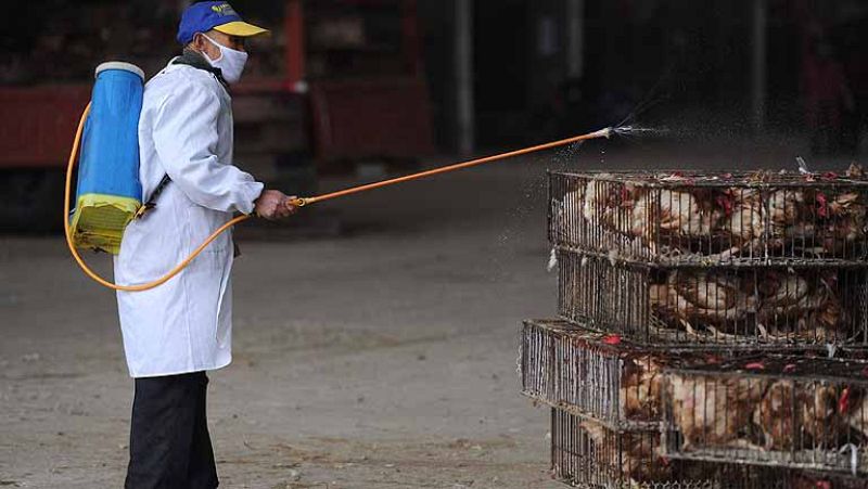 China empieza a sacrificar aves y suben las víctimas por el nuevo virus - Informativo 24h | Ver