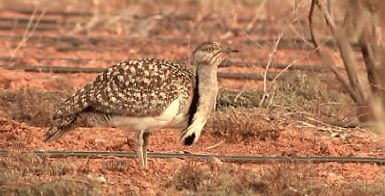La Aventura del Saber. Cercado de El Jarde