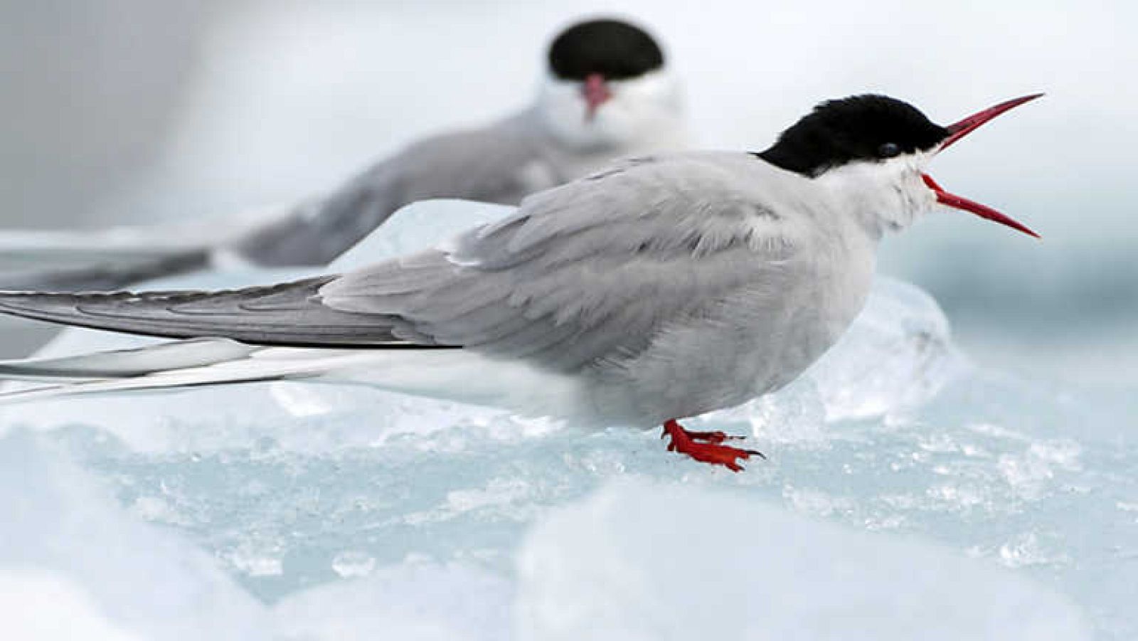 Grandes documentales - La danza de la naturaleza - ver ahora