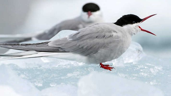 Grandes documentales - La danza de la naturaleza