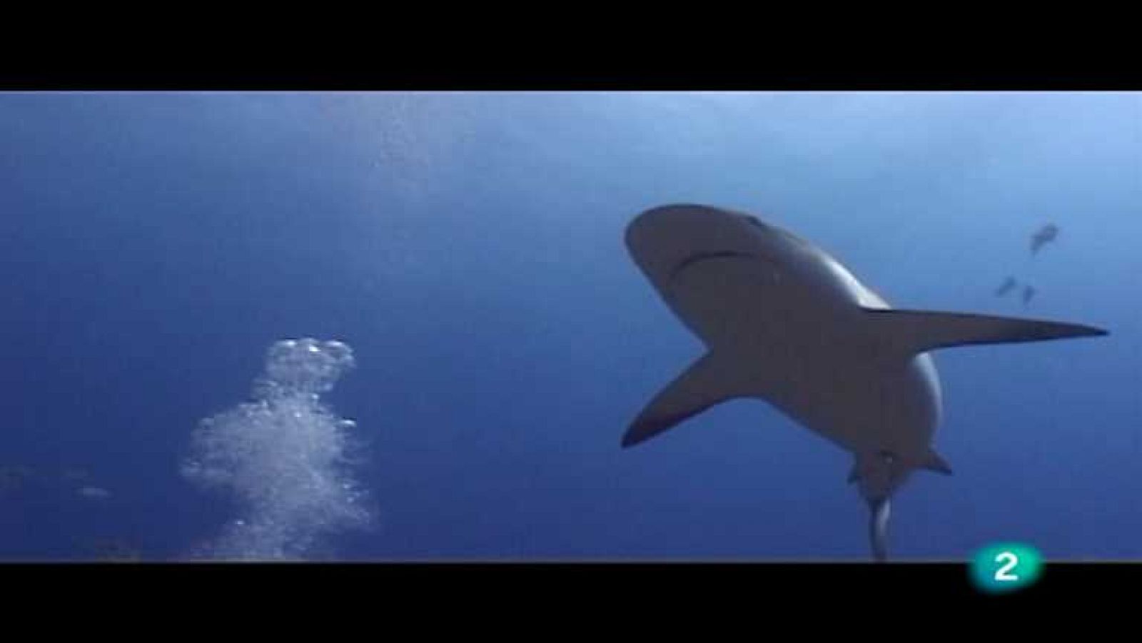 Bubbles - Los Roques - ver ahora