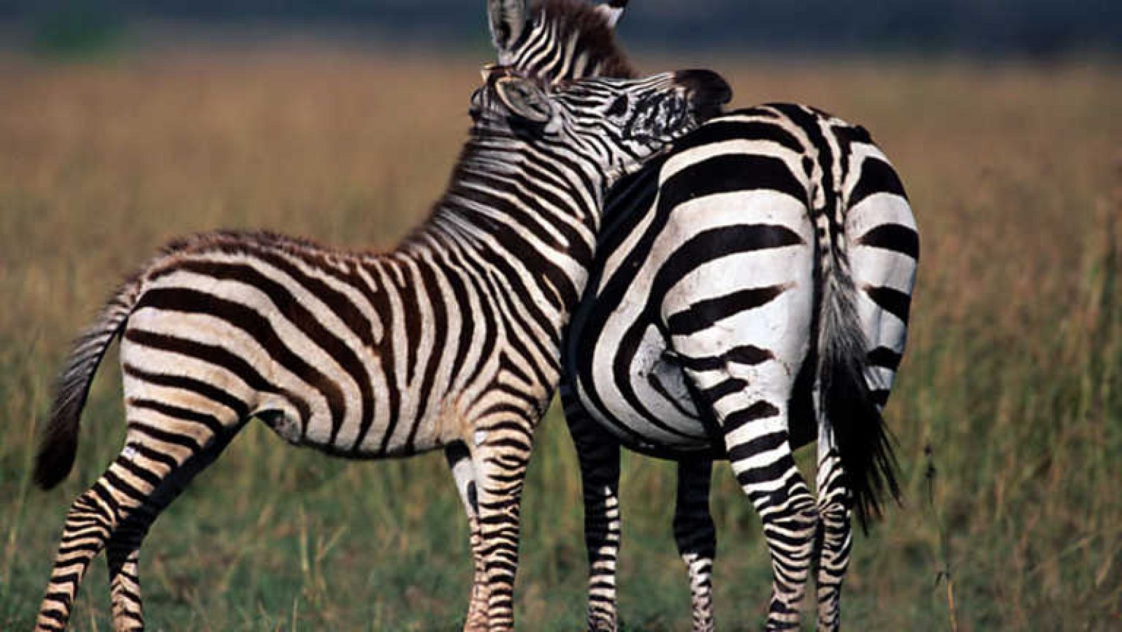 Grandes documentales - El test de la sabana - ver ahora