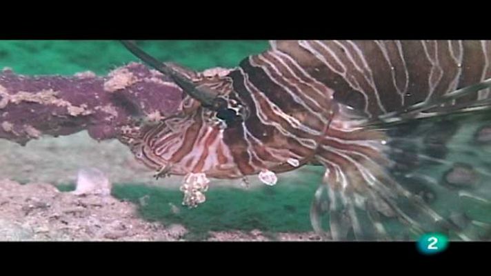 Bubbles - Mabul-Sipadán