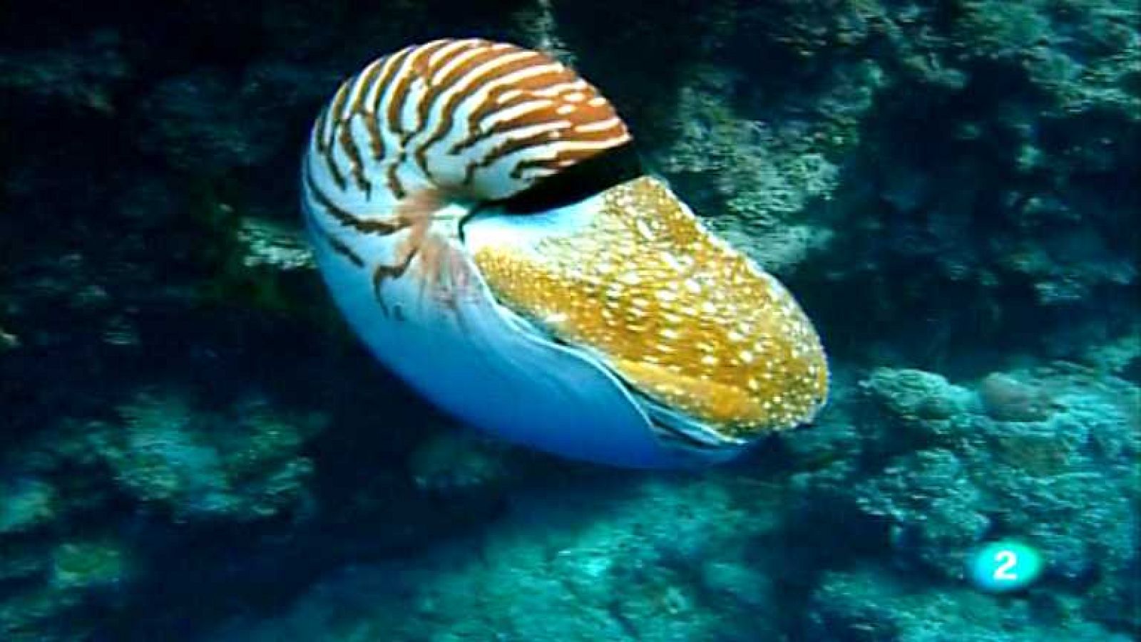 Bubbles - Palau - ver ahora