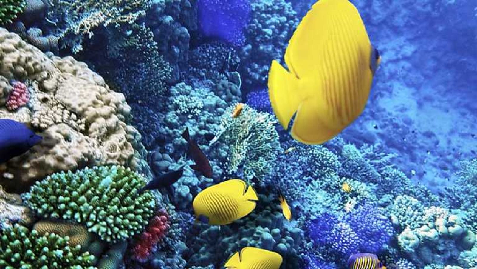 Grandes documentales - Aislados: una historia de supervivencia (2). Islas de fuego y coral - ver ahora