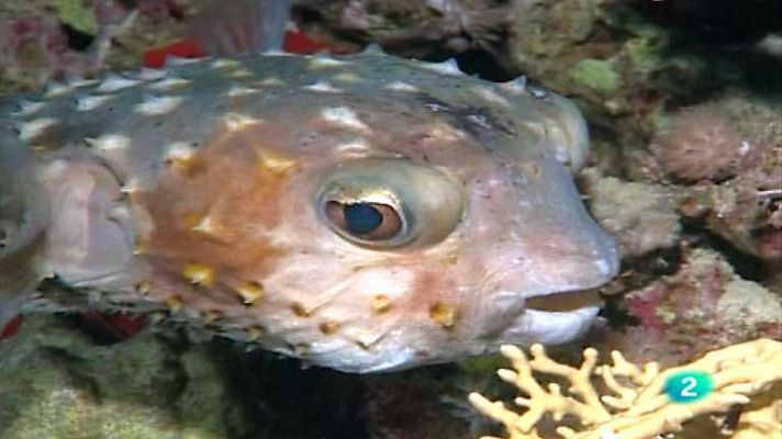 Bubbles - Sharm Egipte