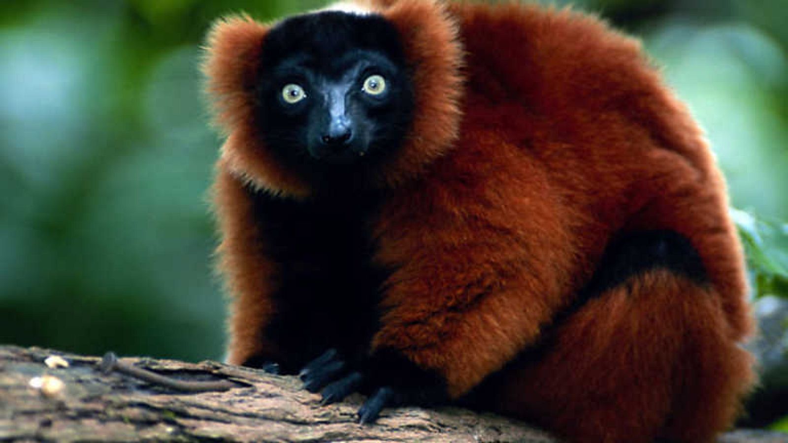 Grandes documentales - Aislados: una historia de supervivencia (4). Islas continente - ver ahora