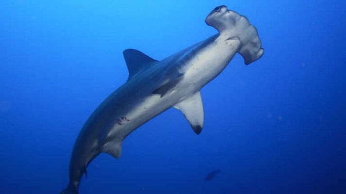 Grandes documentales - El tiburón martillo (Mundo natural)