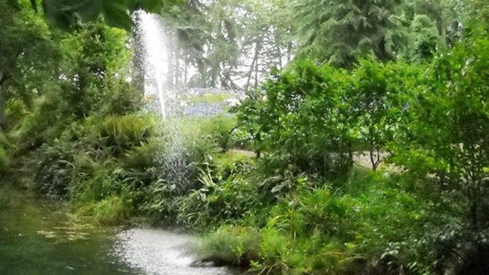 La mañana - Plantas medicinales