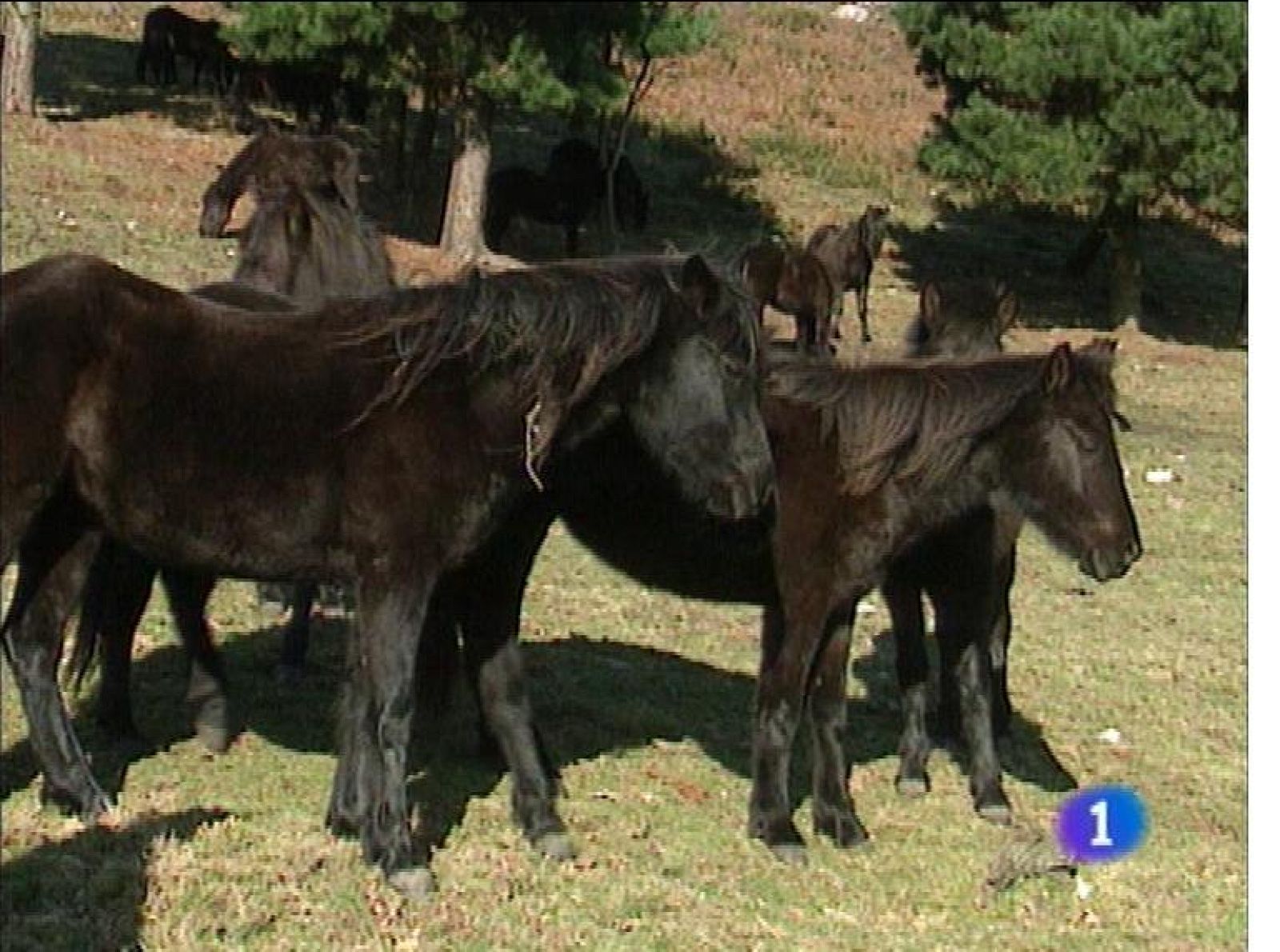 Panorama Regional 2 - 24/04/13 | Ver