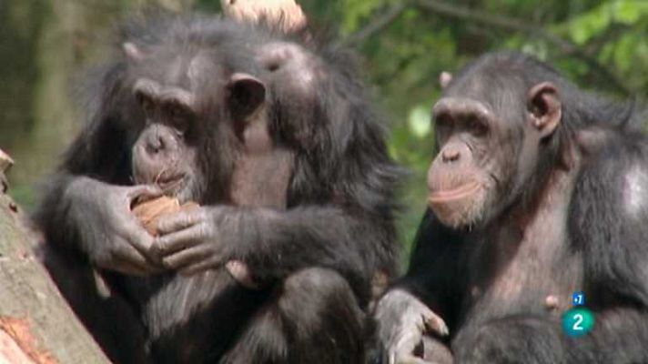 Grandes documentales - Emociones animales