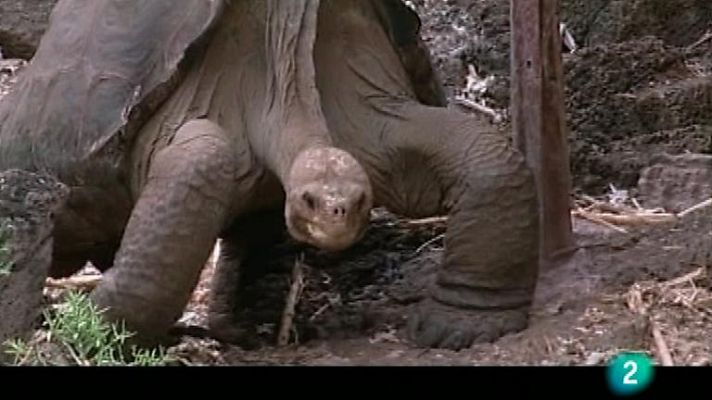 Bubbles - Galápagos