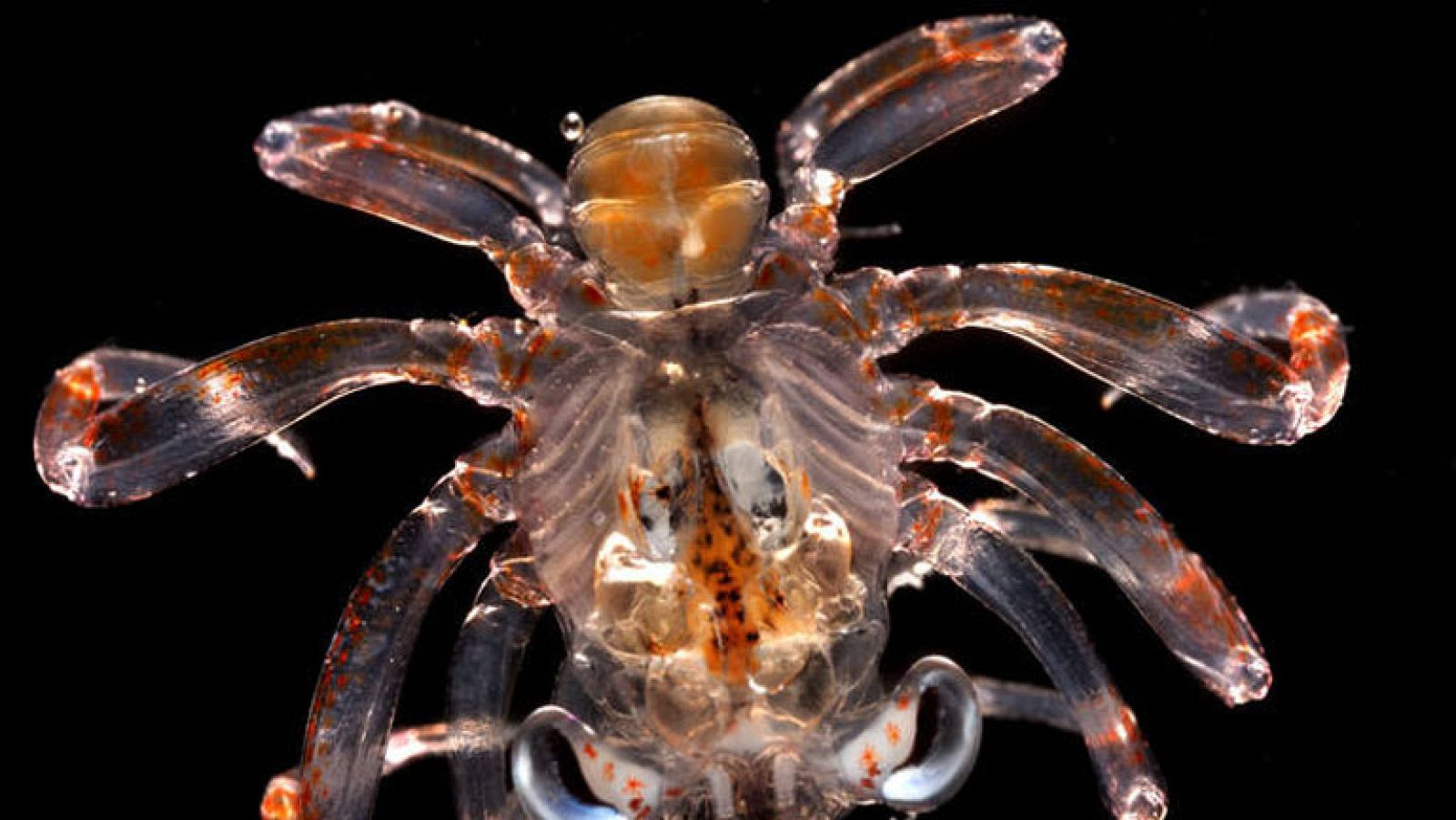 Malaespina, la mayor expedición de la historia sobre el impacto del cambio global en los océanos | Ver