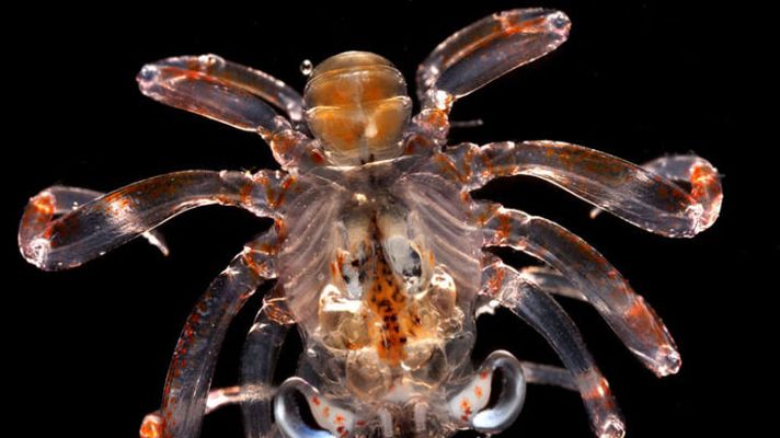 Telediario 1 - Malaespina, la mayor expedición de la historia sobre el impacto del cambio global en los océanos