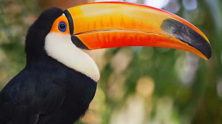 Grandes documentales - El reino salvaje