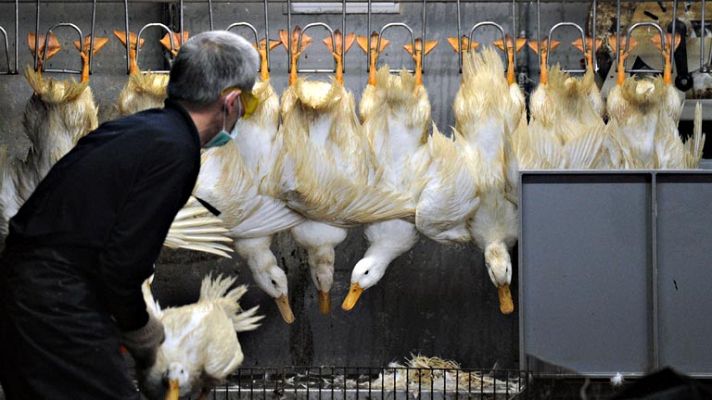  - 20 fallecidos por el virus de la gripe aviar H7N9 que se sigue extendiendo en China