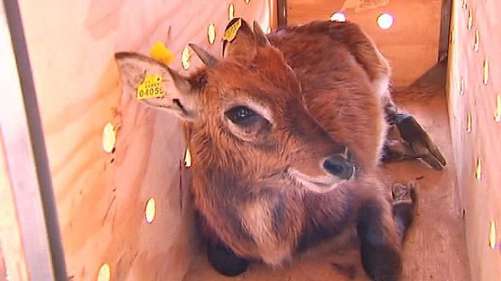  - Los animales de un zoo, en venta