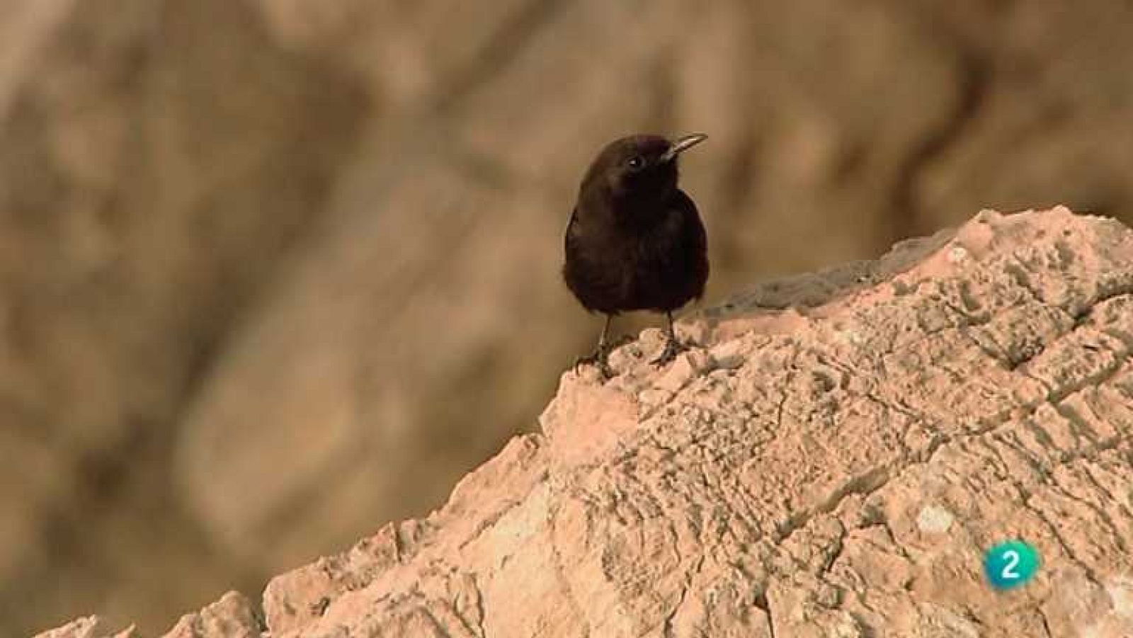 Biodiario - 29/04/13 - ver ahora