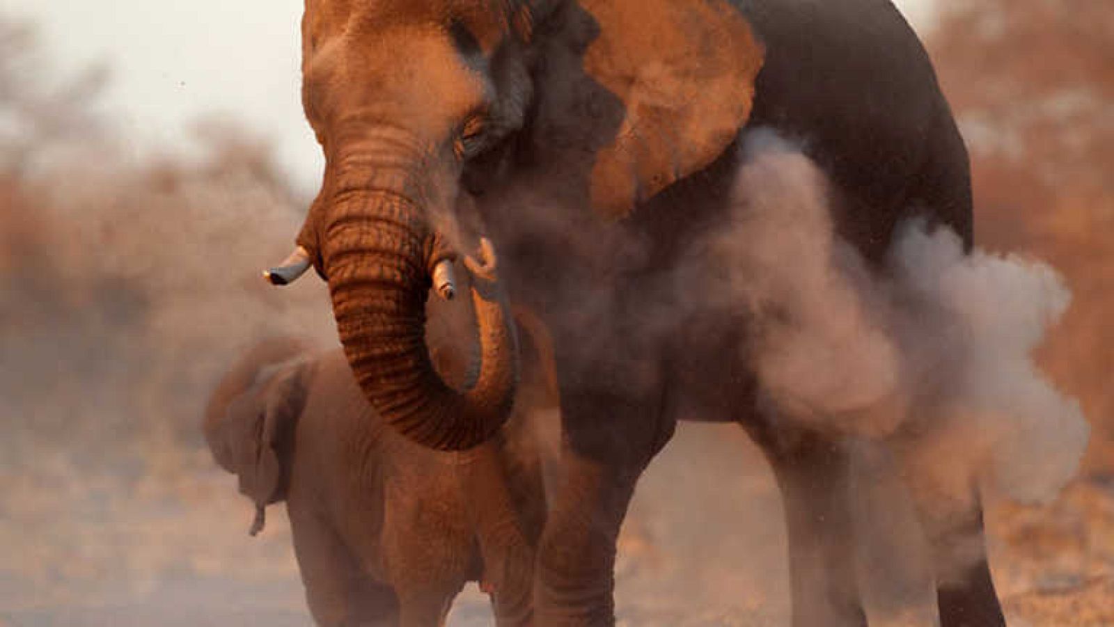 Grandes documentales - La Historia de los grandes vagabundos del desierto - Ver ahora