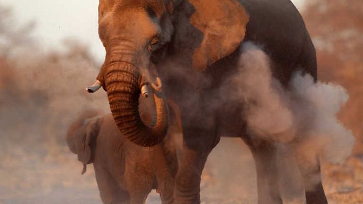 Grandes documentales - Los grandes vagabundos del desierto