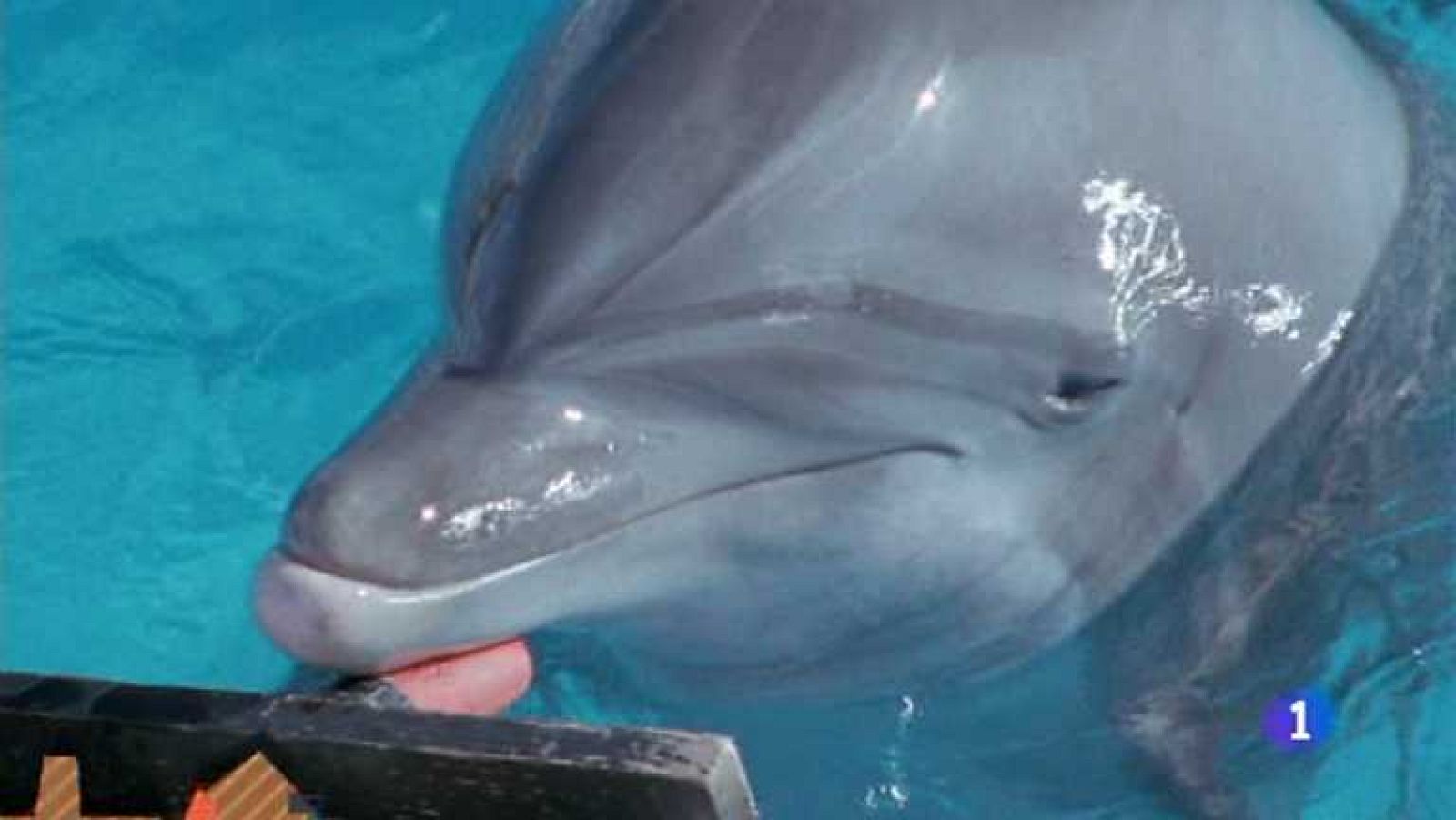 Lo que hay que ver - 04/05/13 - Ver ahora