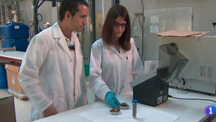 Telediario 1 - Utilidades de desechos alimentos