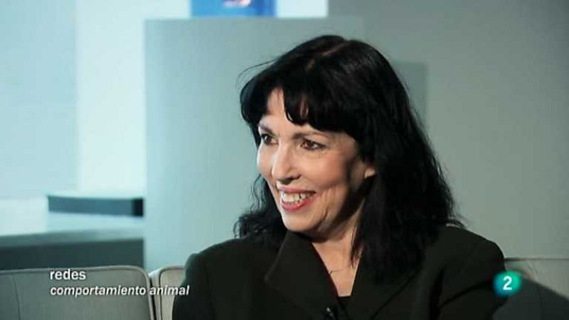 Redes - Entender a los delfines V.O. - ver ahora