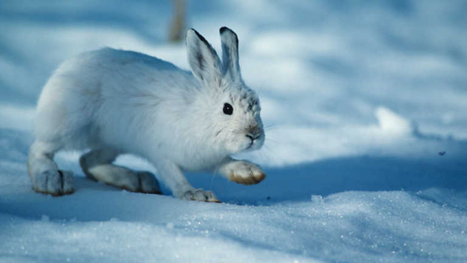 Grandes documentales - La fábula de la liebre y el sol - ver ahora