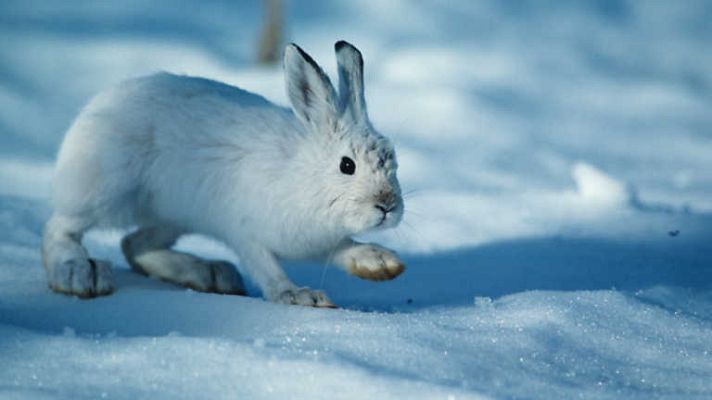 Grandes documentales - La fábula de la liebre y el sol