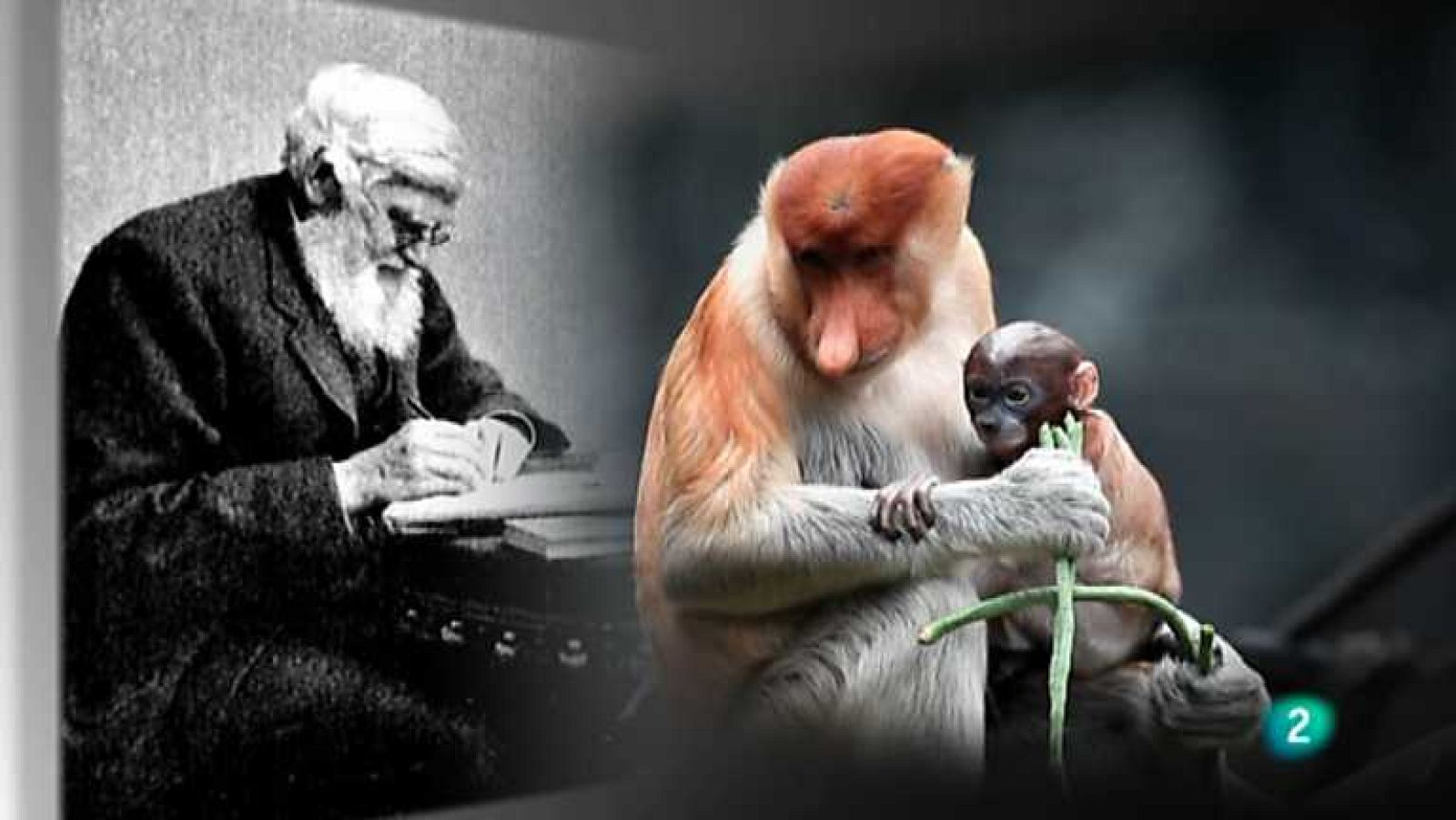 Grandes documentales - La Línea de Wallace  - Ver ahora