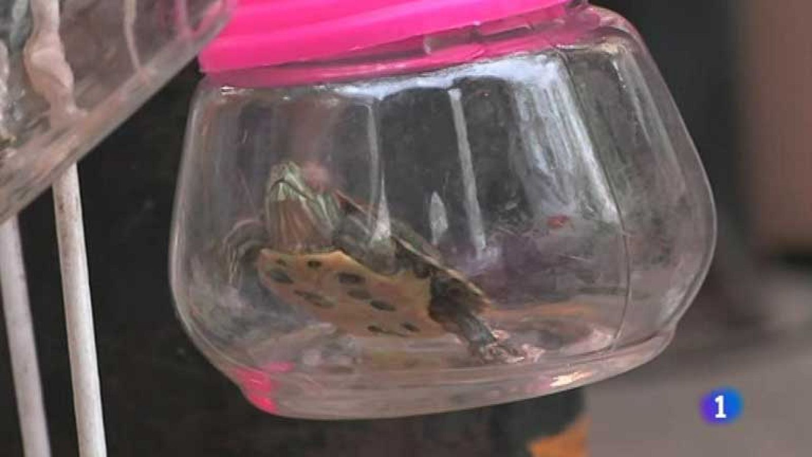 Los llaveros con animales vivos, todo un negocio en China | Ver