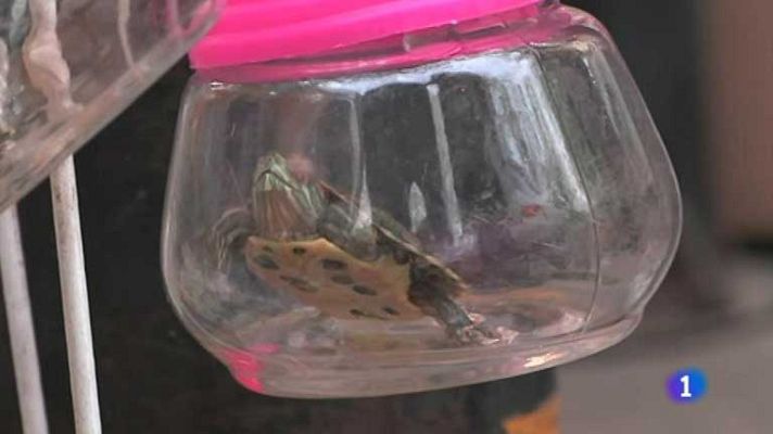 Telediario 1 - Llaveros con animales vivos