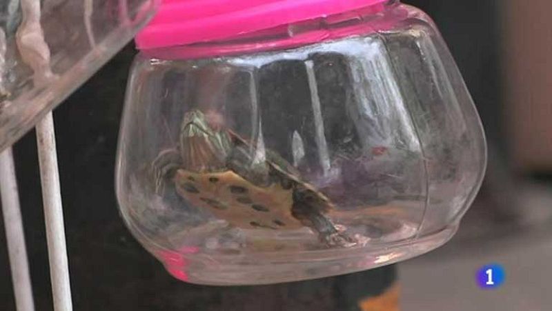 Los llaveros con animales vivos, todo un negocio en China | Ver