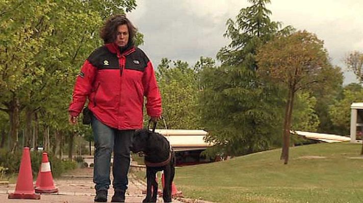 Telediario 1 - Displasia en perros guía