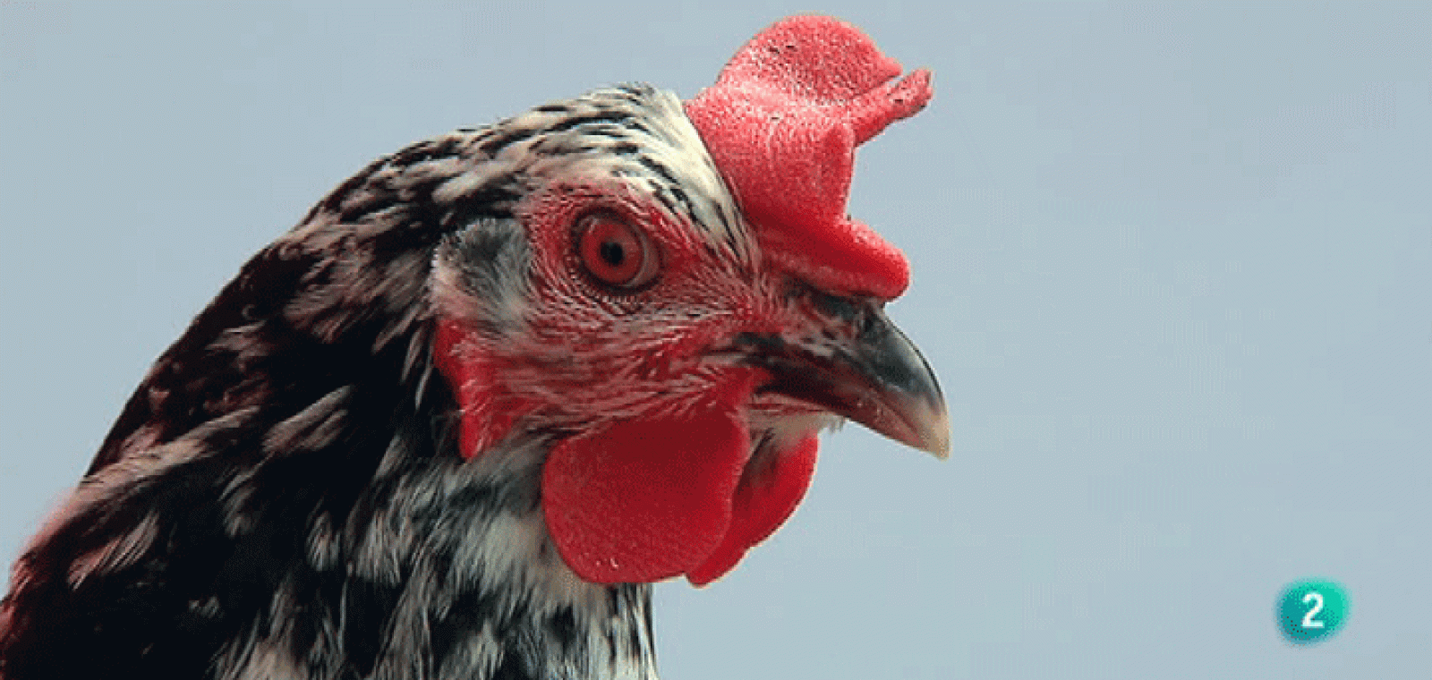 La Aventura del Saber. Bestiarium