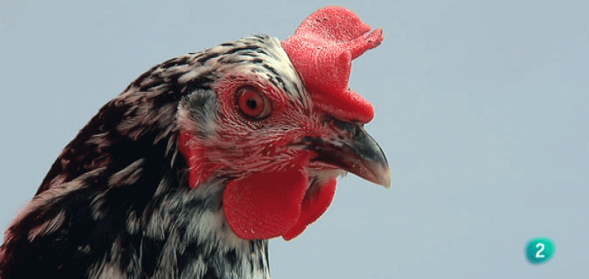 La aventura del Saber - Bestiarium