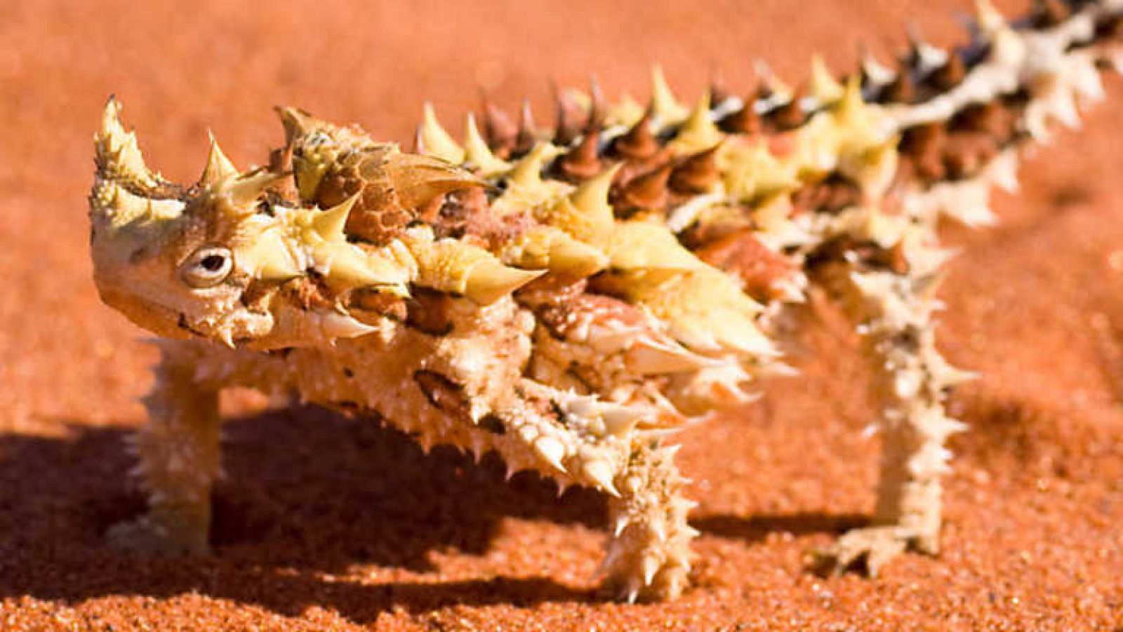 Grandes documentales - Australia: Bajo un sol de justicia - Ver ahora