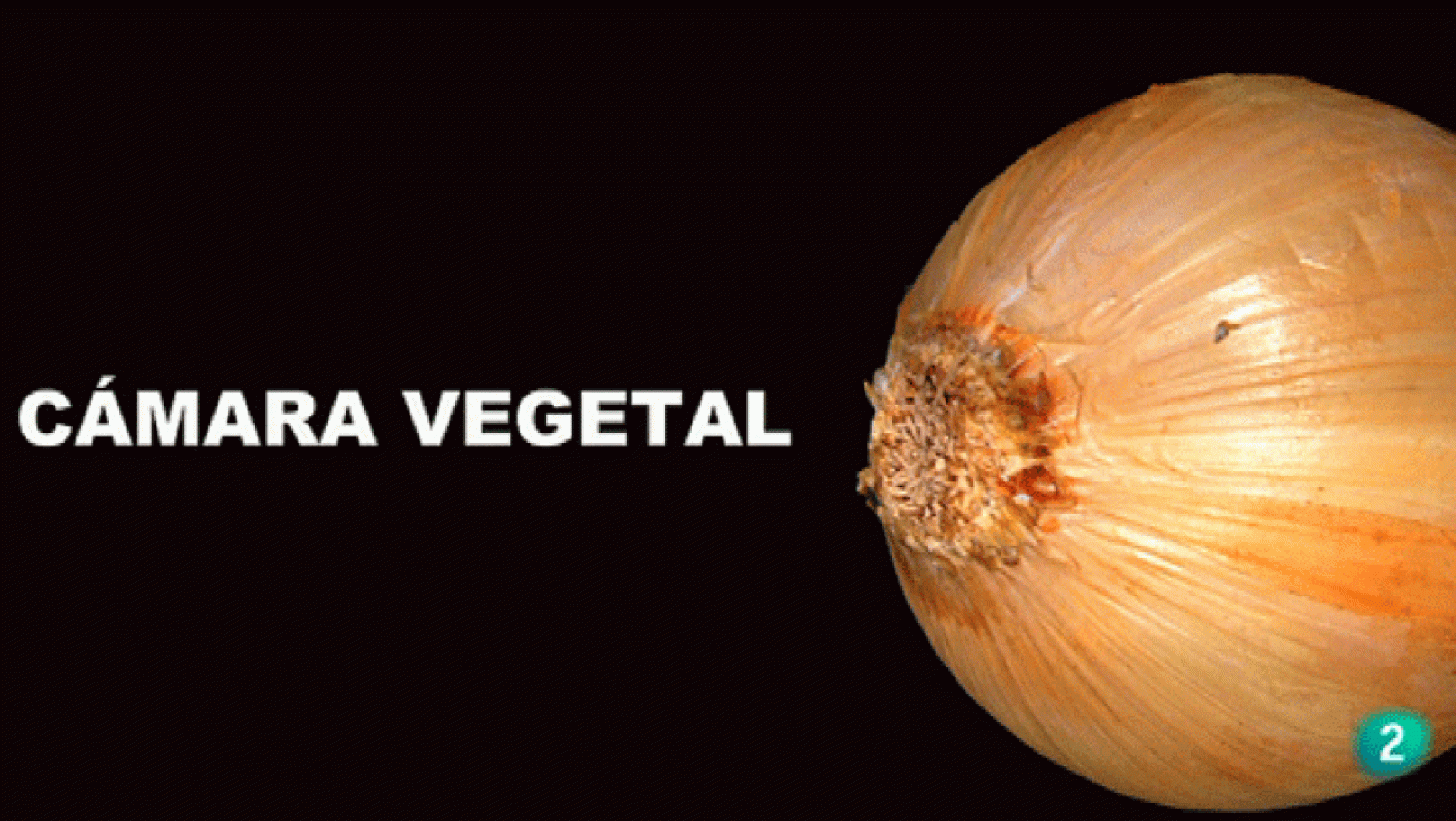 La Aventura del Saber. Boek Visual: Julia Otxoa