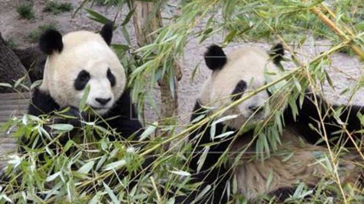 Telediario 1 - Los pandas de Madrid llegan a China
