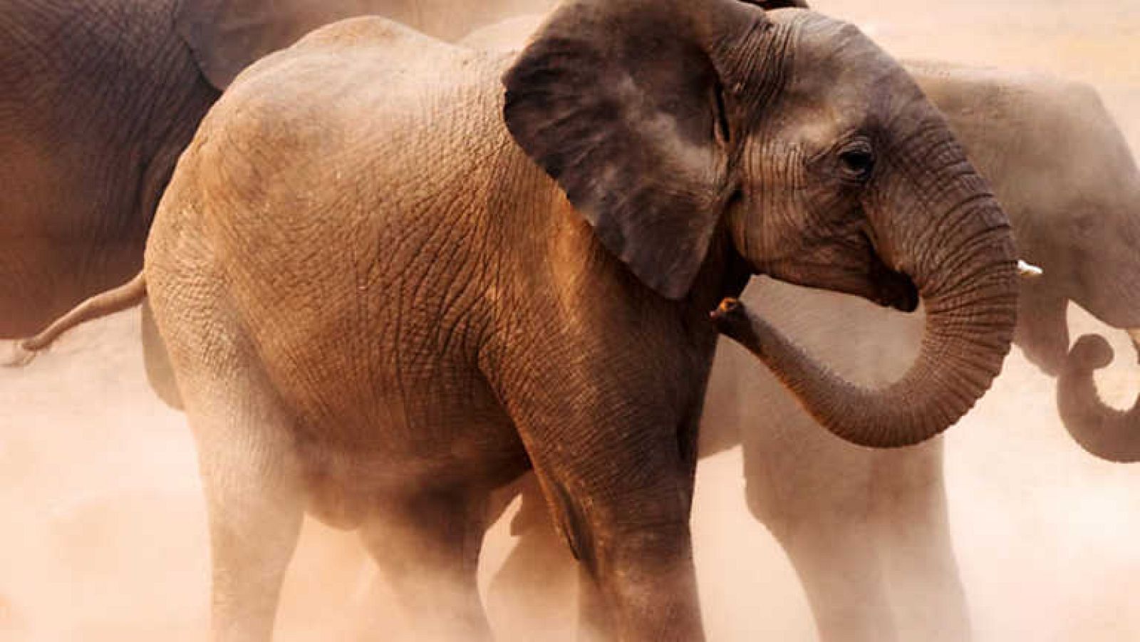 Grandes documentales - Los elefantes nómadas del desierto de Namib - ver ahora