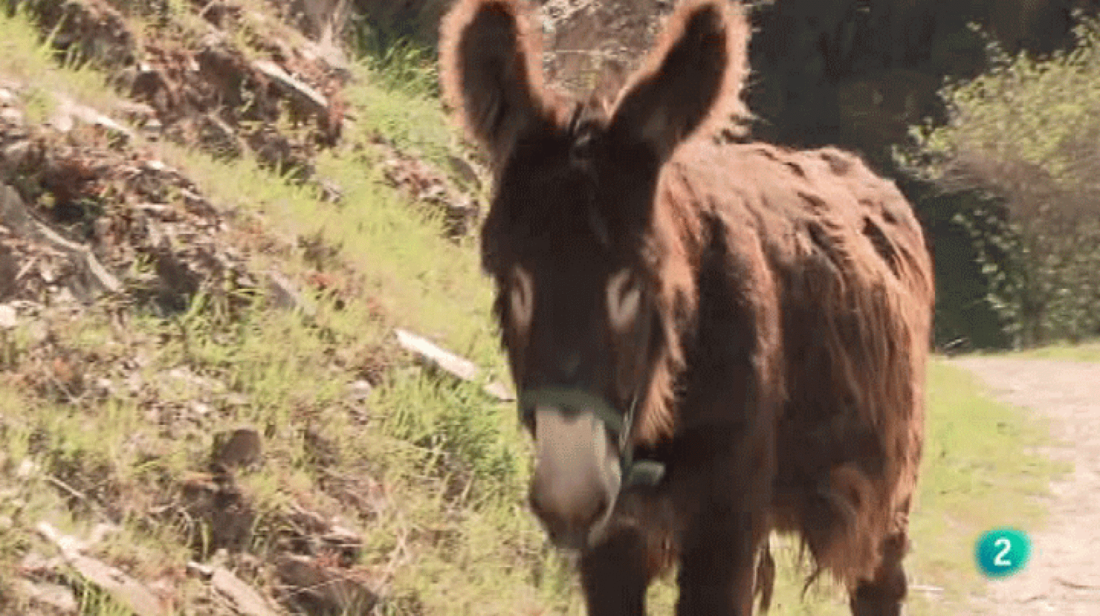La Aventura del Saber. Reservas Ornitológicas. Palacios de Compludo | Ver