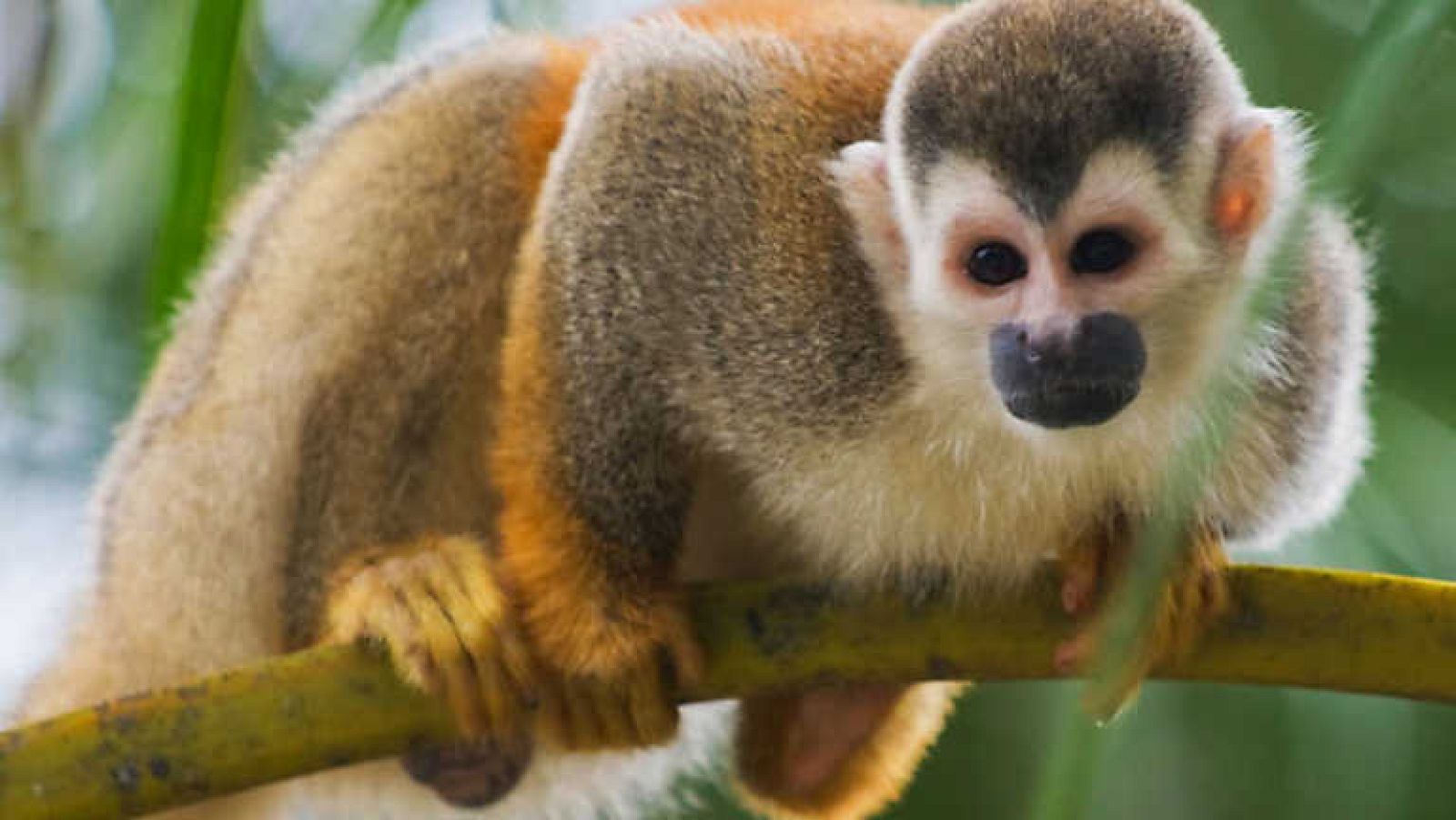 Grandes documentales - Monos inteligentes - ver ahora