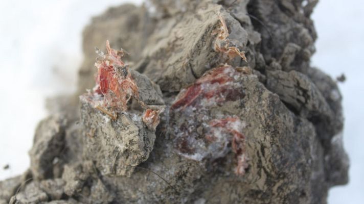 Telediario 1 - Se abre la puerta a clonar un mamut