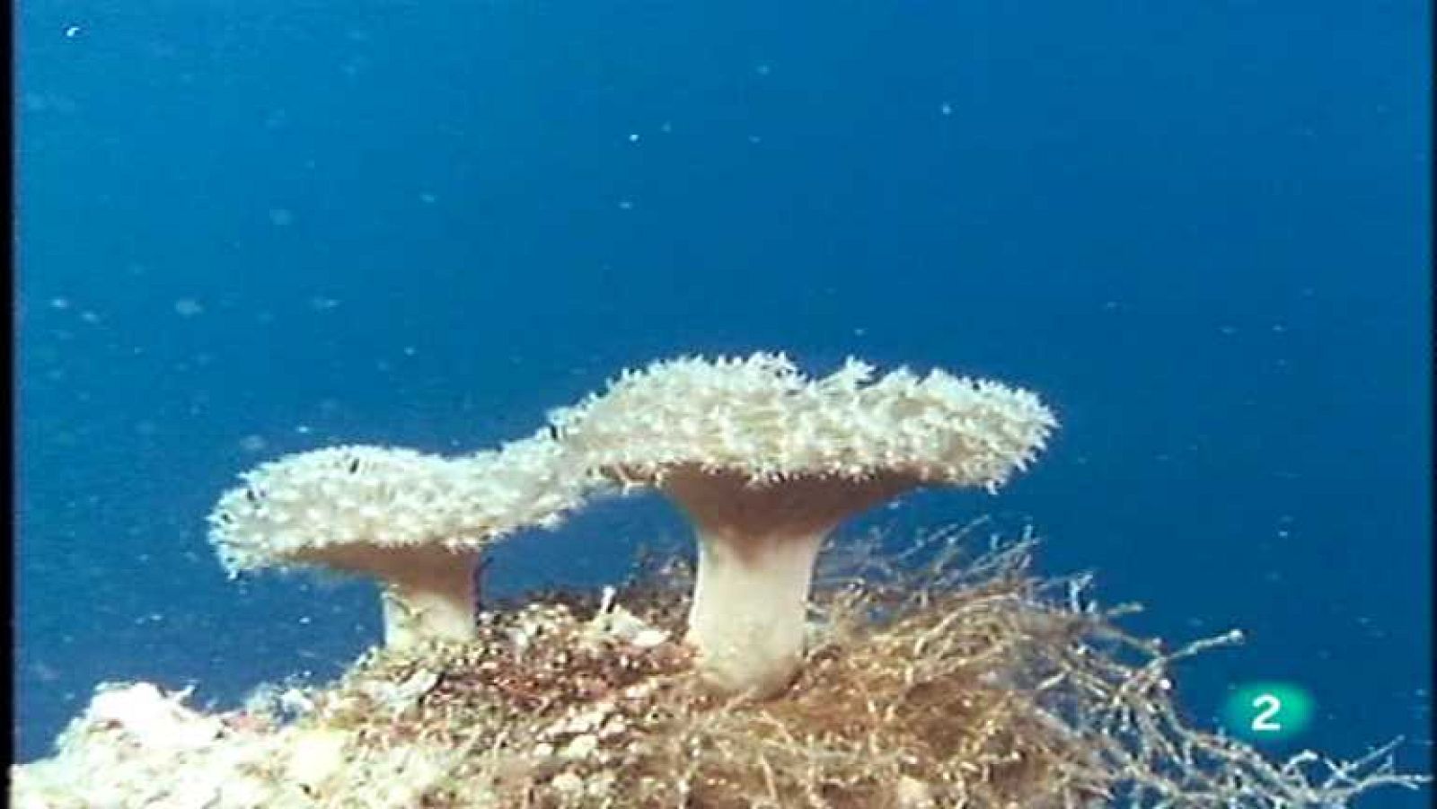 El arrecife de coral - Un mundo de cuatro dimensiones - ver ahora