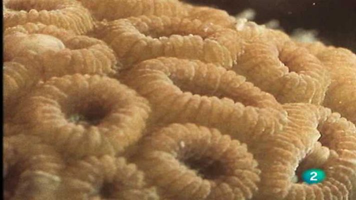 El arrecife de coral - Un esqueleto colectivo