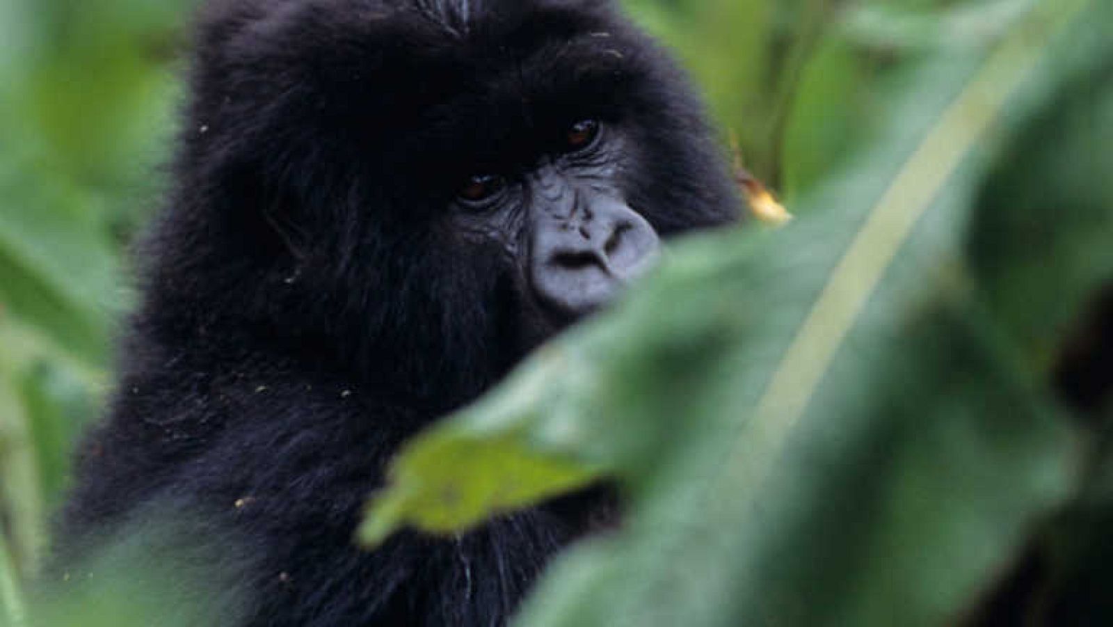 Grandes documentales - Gorilas misteriosos - ver ahora