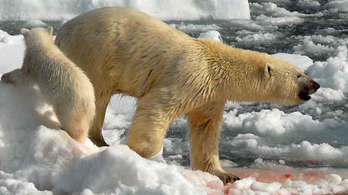 Grandes documentales - Oso de hielo