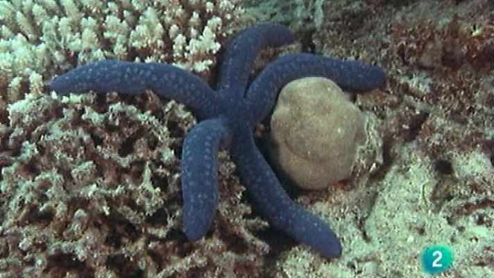 El arrecife de coral - Los equinodermos