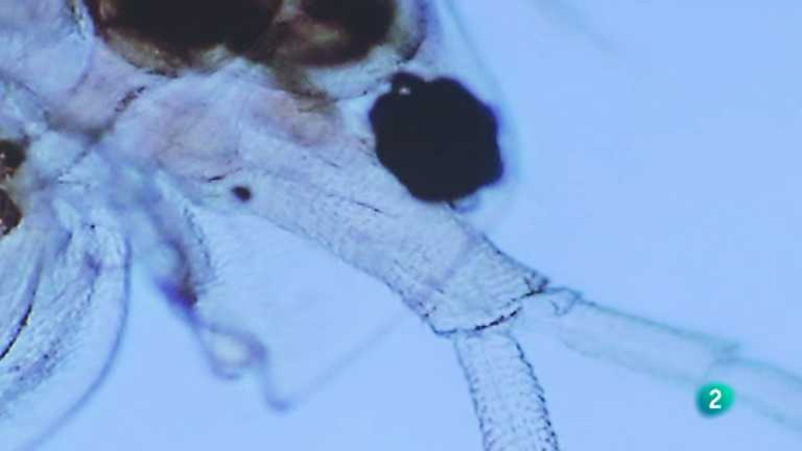 La aventura del saber - 12/06/13 - Ver ahora